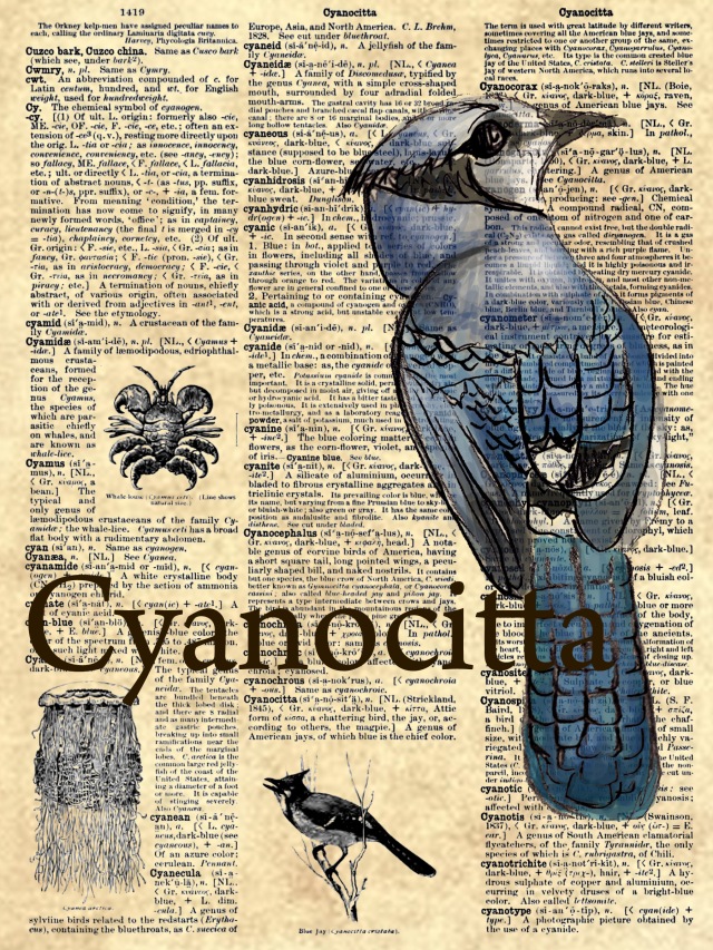Cyanocita