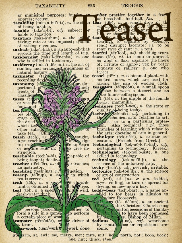 teasel plant